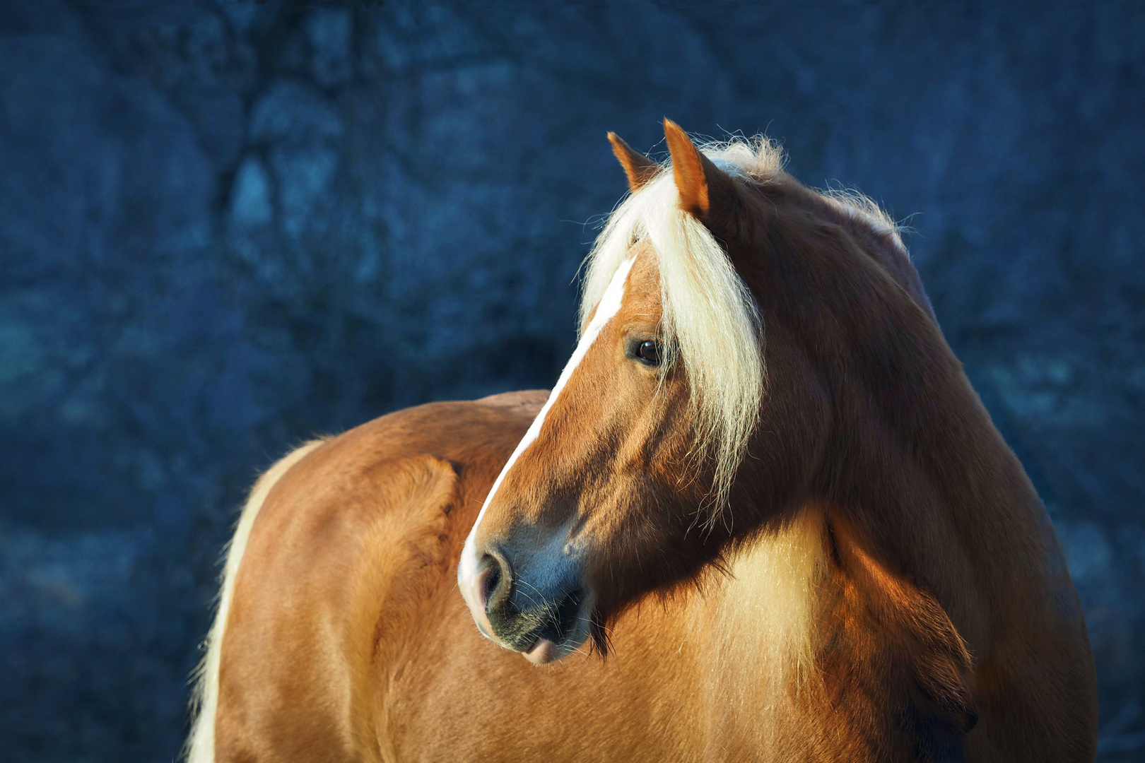 Finesse Foto & Bild tiere, haustiere, pferde, esel, maultiere Bilder