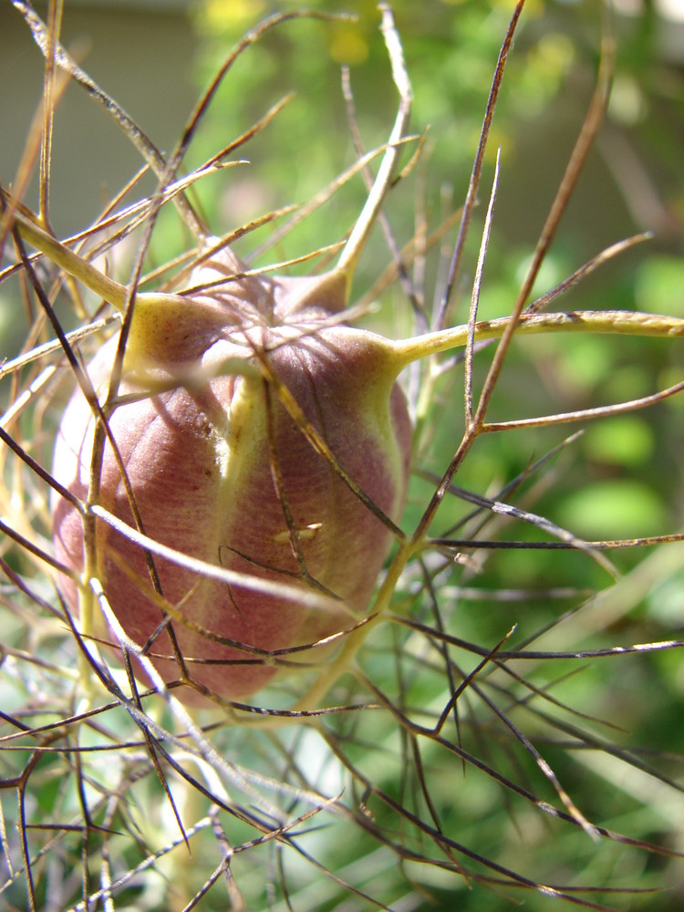 Finesse de la Nigelle de Damas