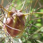 Finesse de la Nigelle de Damas