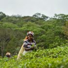 Finest Ceylon Tea