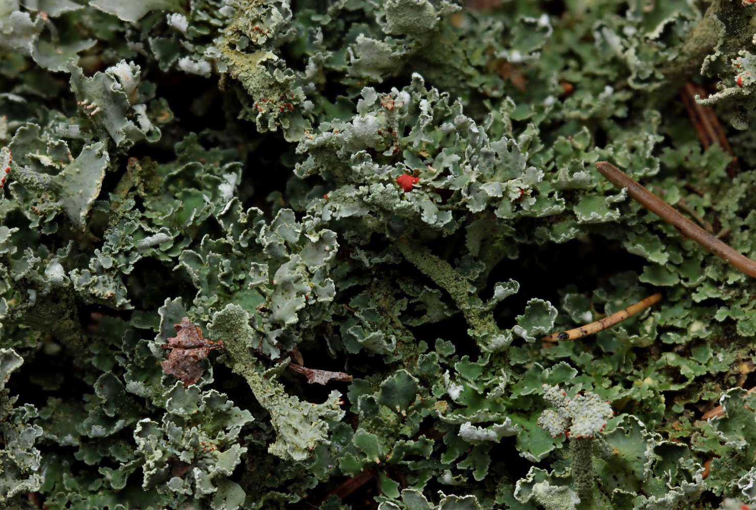 Finger-Becherflechte (Cladonia digitata) auf morschem Birkenstamm