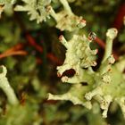 Finger-Becherflechten (Cladonia digitata) (?)