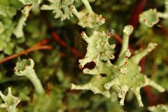 Finger-Becherflechten (Cladonia digitata) (?)