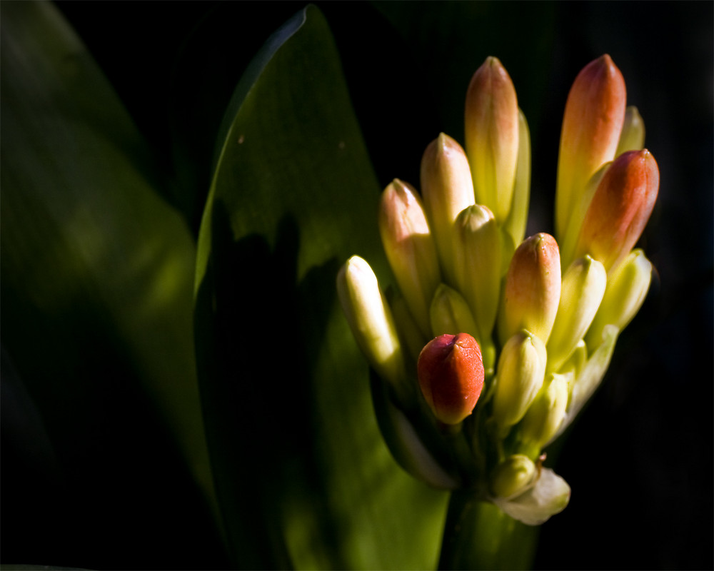 finger flower