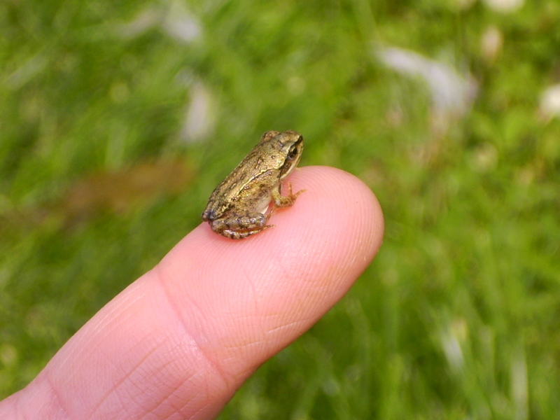 Finger- Frosch