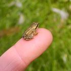 Finger- Frosch