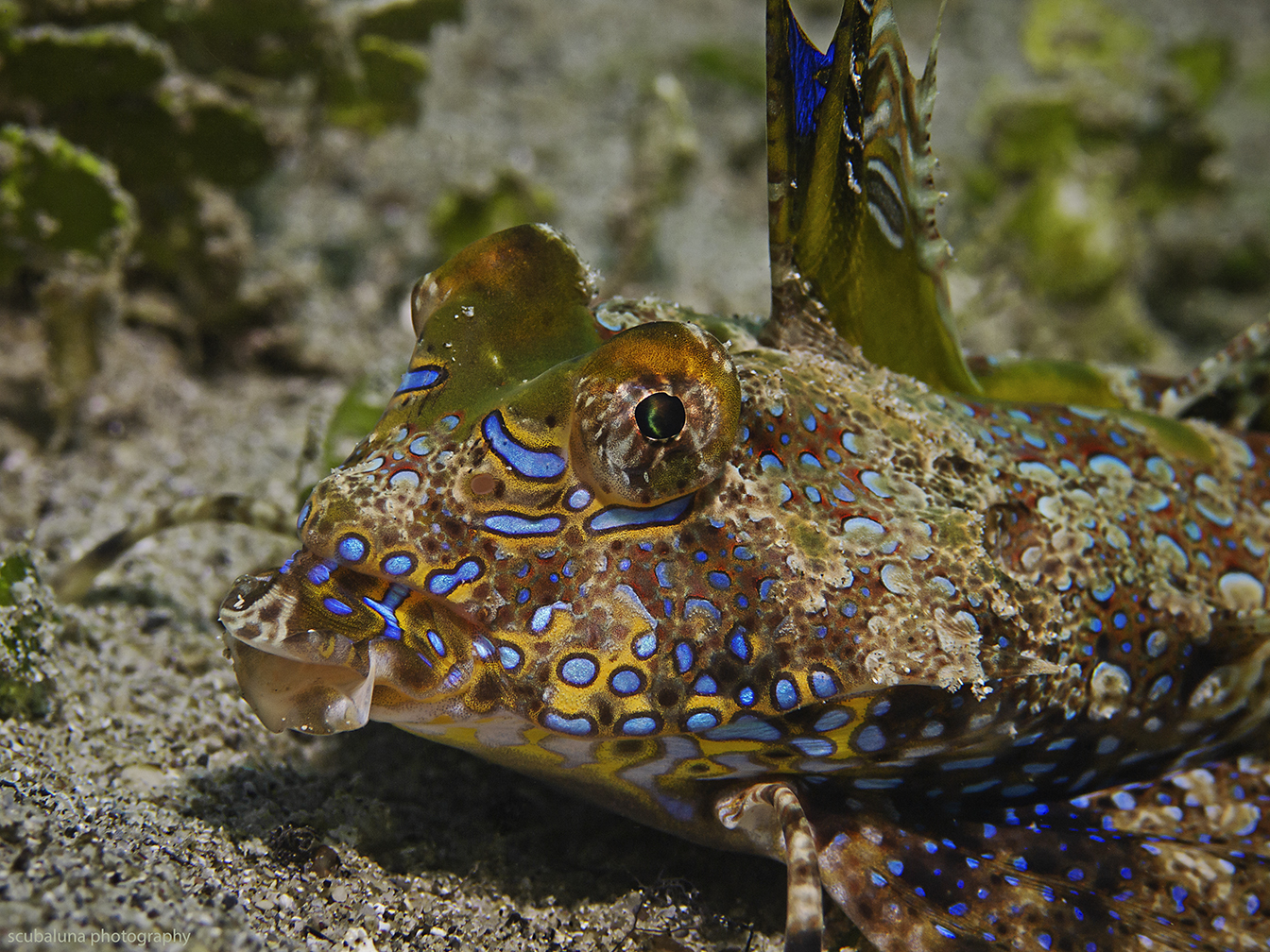 Finger Leierfisch