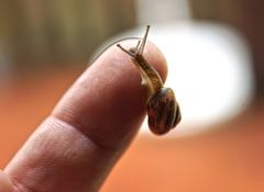 Finger-Minischnecke