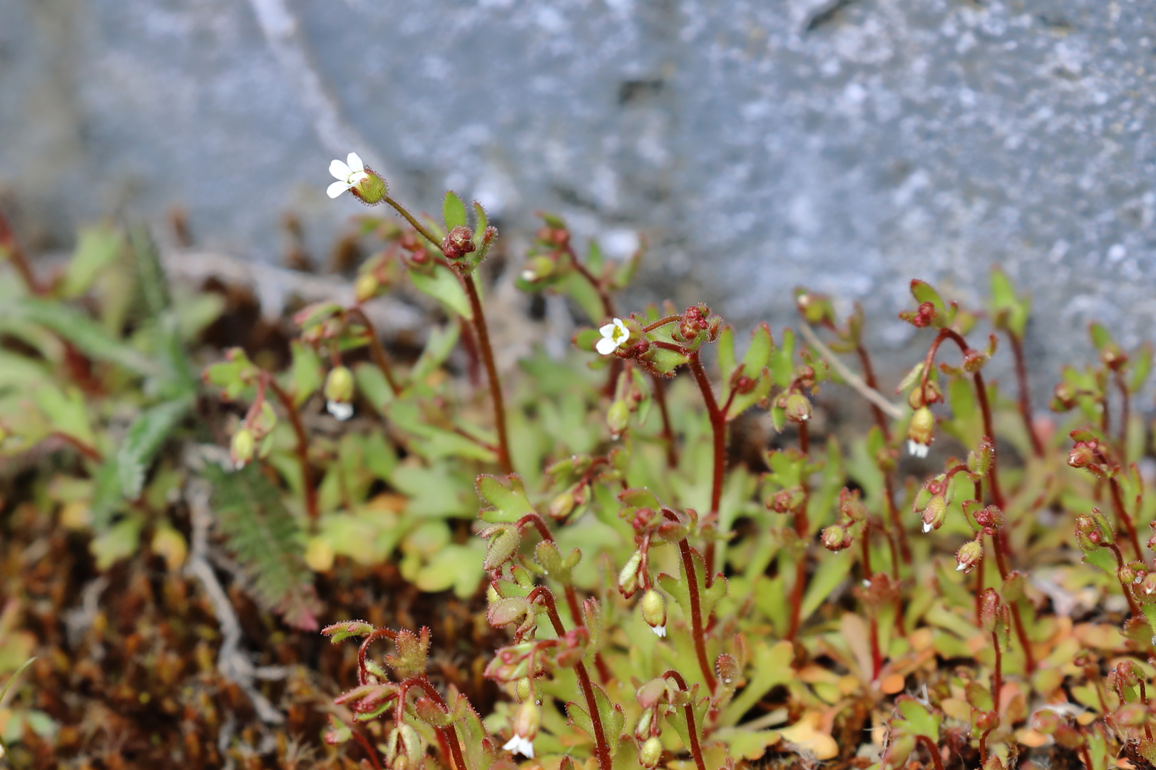 Finger-Steinbrech (Saxifraga tridactylites) - Mini-Mittwochsblümchen