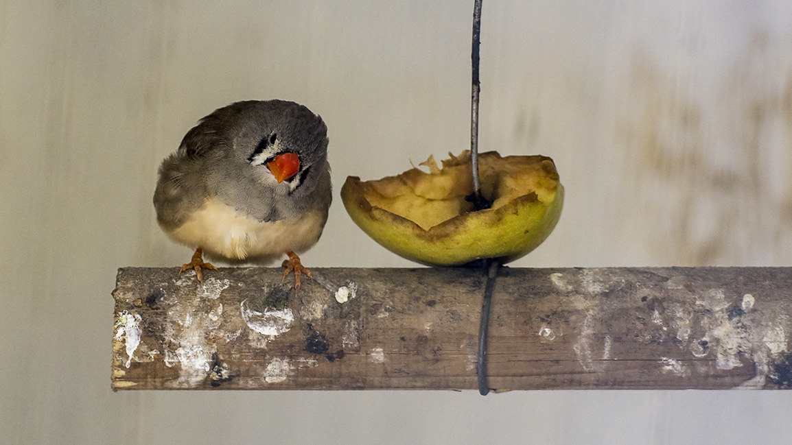 Finger weg - mein "Apple"