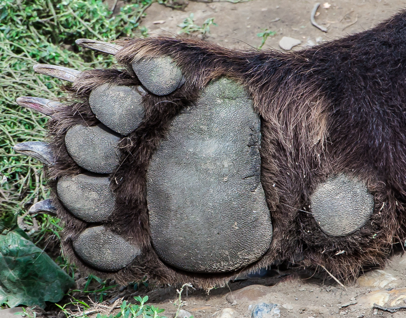 Fingerabdrücke XXL