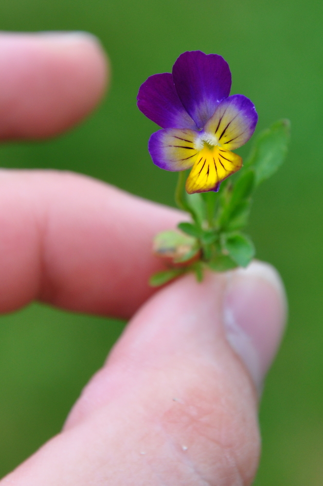 Fingerblume