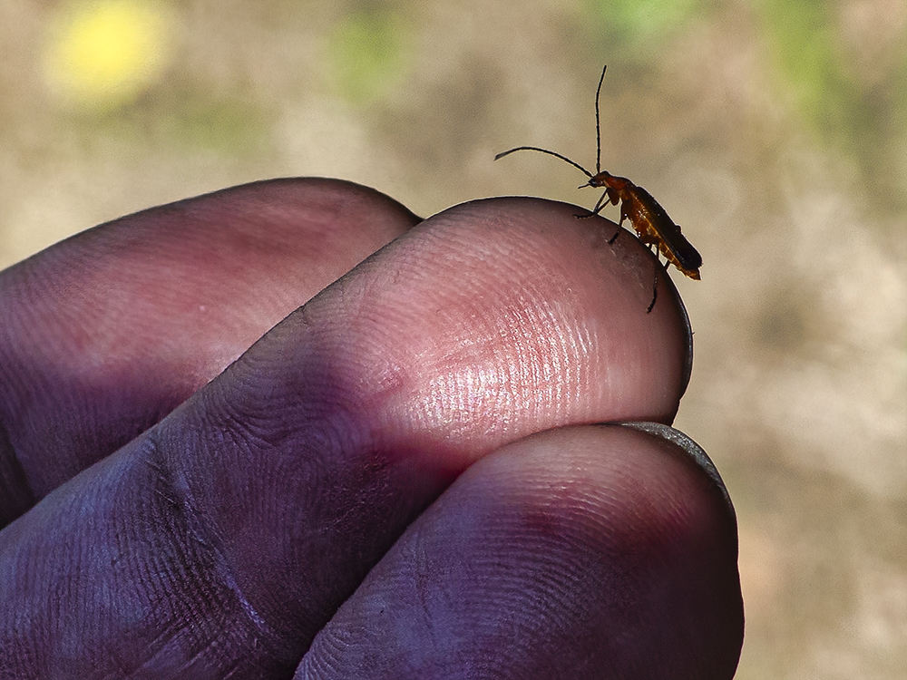 Fingerfertig rotgelber Weichkäfer (Insekten und Spinnen)