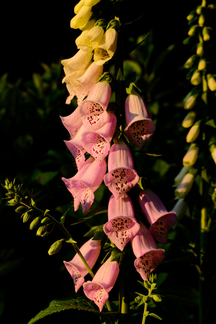 Fingerhüte am Abend 