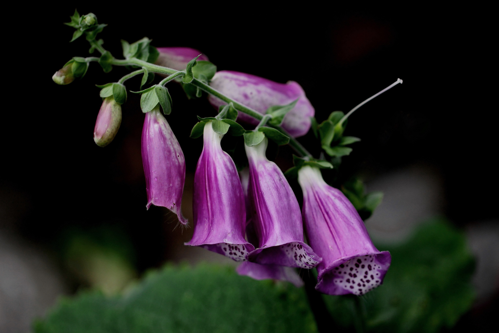 Fingerhüte (Digitalis) im November...