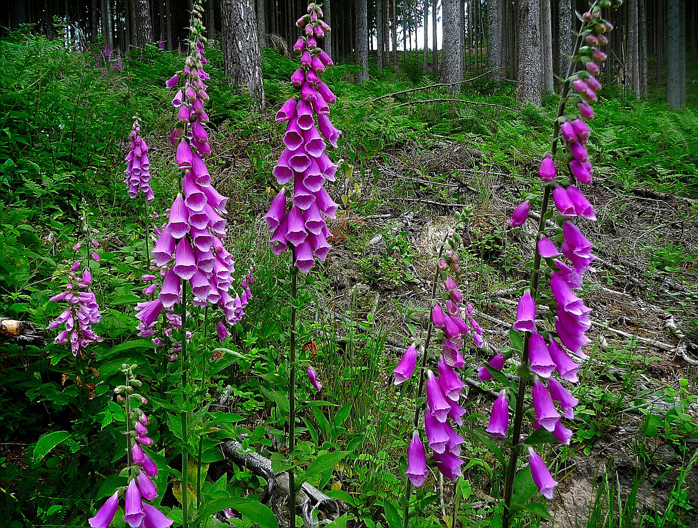 Fingerhüte im Wald Foto & Bild pflanzen, pilze & flechten, blüten