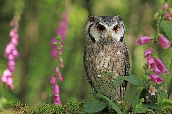 Fingerhut, Brombeeren...