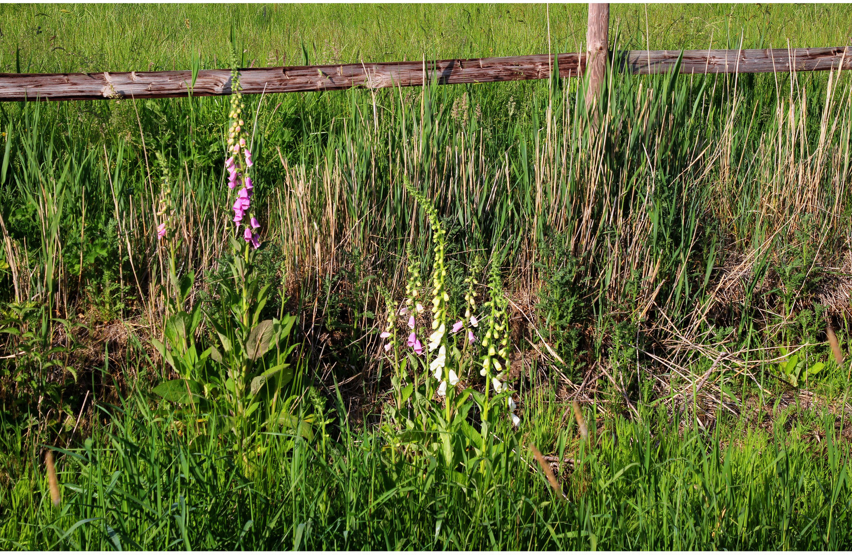 Fingerhut Foto & Bild world, outdoor, frühling Bilder auf