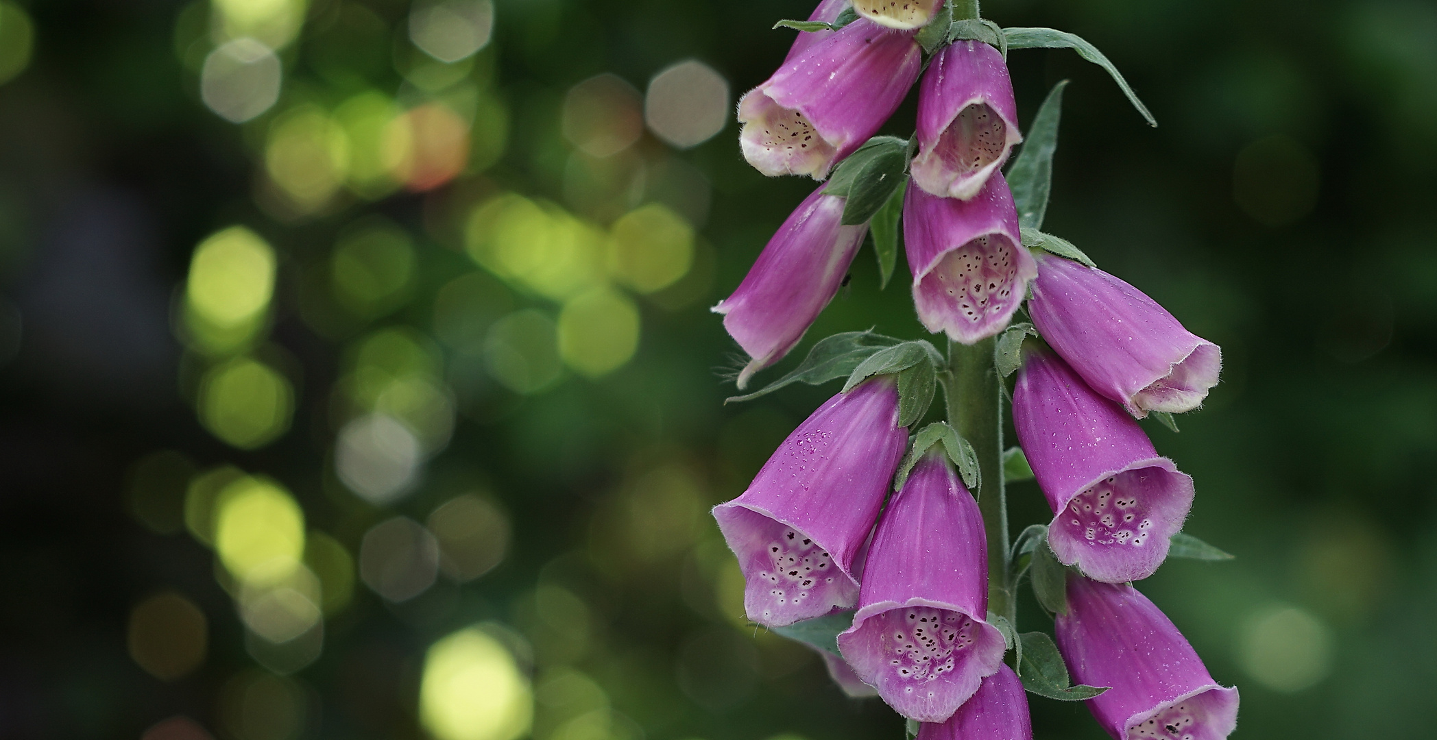 Fingerhut (Digitalis)