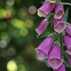 Fingerhut (Digitalis)