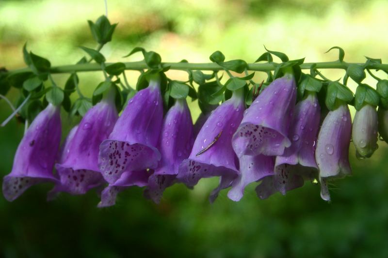 Fingerhut (Digitalis) 2