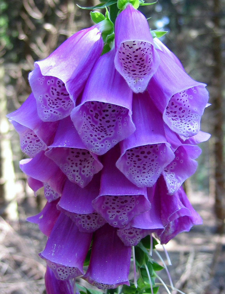 Fingerhut, Digitalis