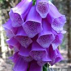 Fingerhut, Digitalis