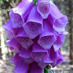 Fingerhut, Digitalis