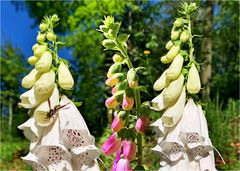 Fingerhut ( Digitalis)