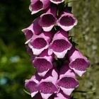 Fingerhut / Digitalis