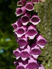 Fingerhut / Digitalis