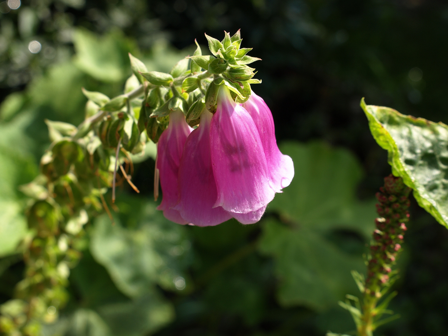 Fingerhut (Digitalis)