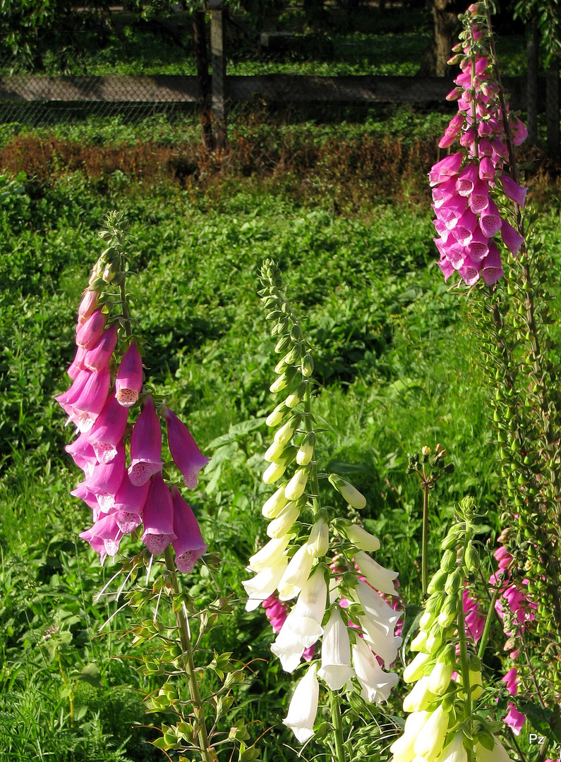 Fingerhut - Digitalis ...