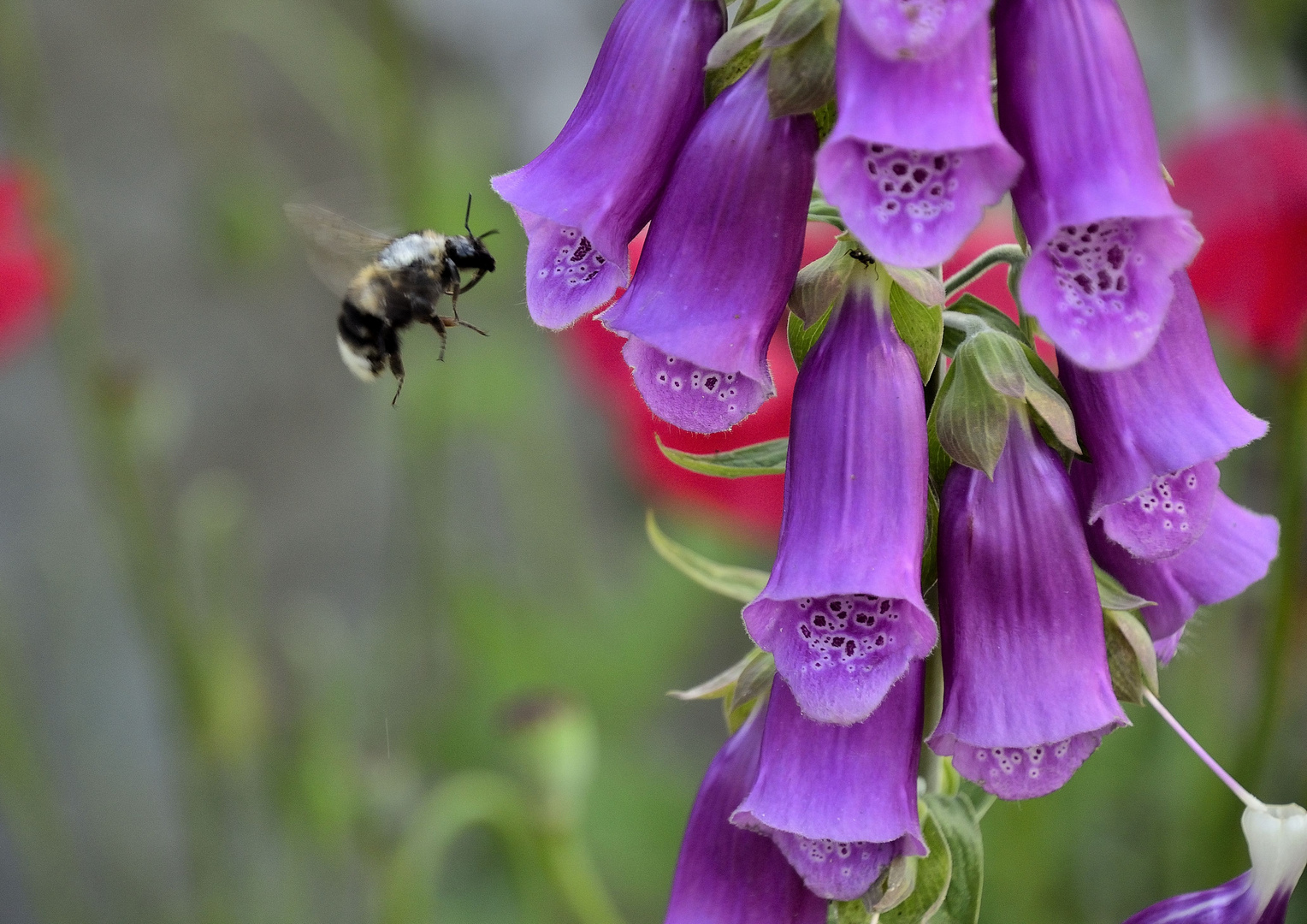 Fingerhut (Digitalis).....