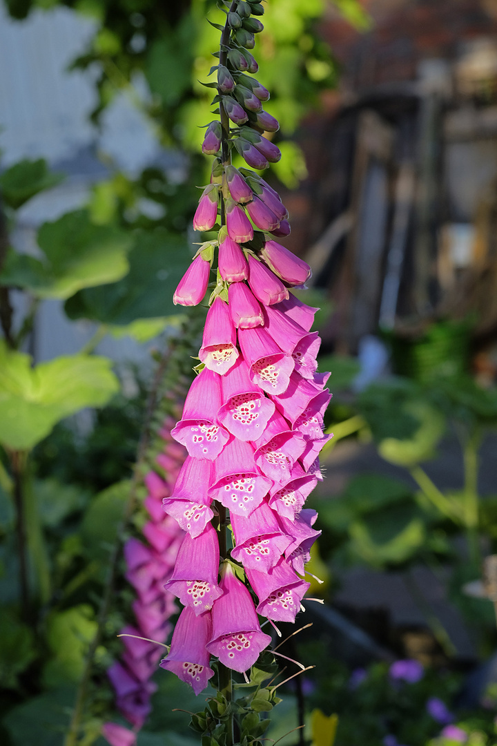 Fingerhut (Digitalis) im abendlichen Licht