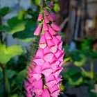 Fingerhut (Digitalis) im abendlichen Licht