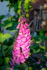 Fingerhut (Digitalis) im abendlichen Licht