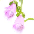 Fingerhut (Digitalis Pupurea)