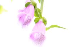 Fingerhut (Digitalis Pupurea)