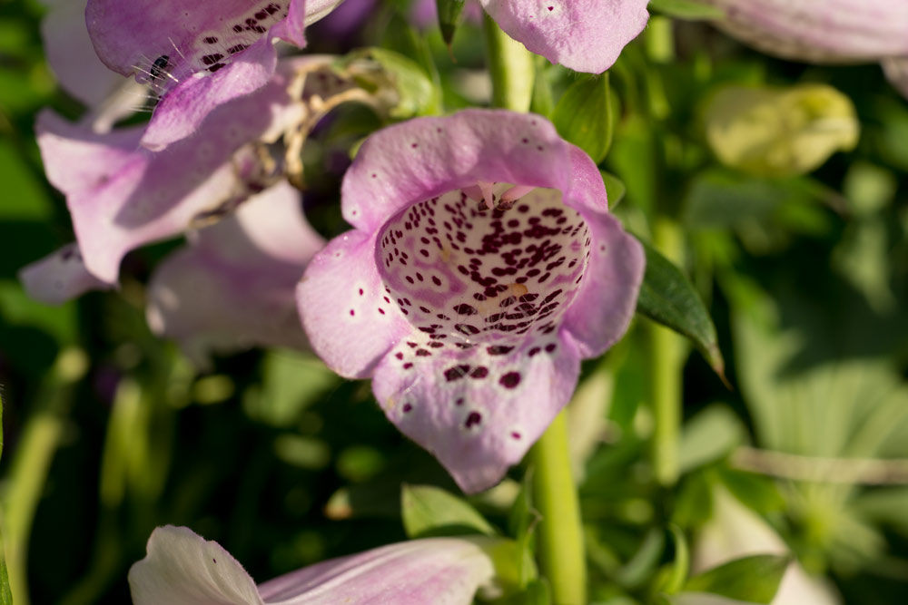 Fingerhut (Digitalis purpurea)