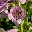 Fingerhut (Digitalis purpurea)