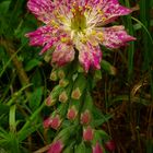 Fingerhut (Digitalis purpurea)