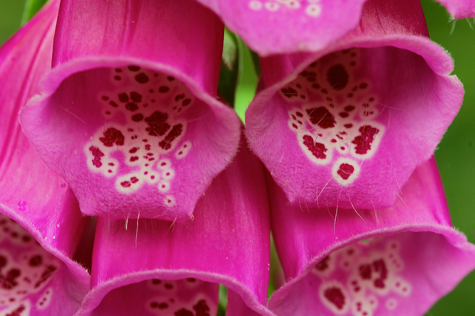 Fingerhut (Digitalis purpurea)