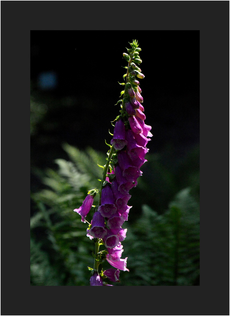 Fingerhut -Digitalis purpurea-