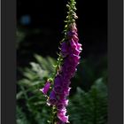 Fingerhut -Digitalis purpurea-