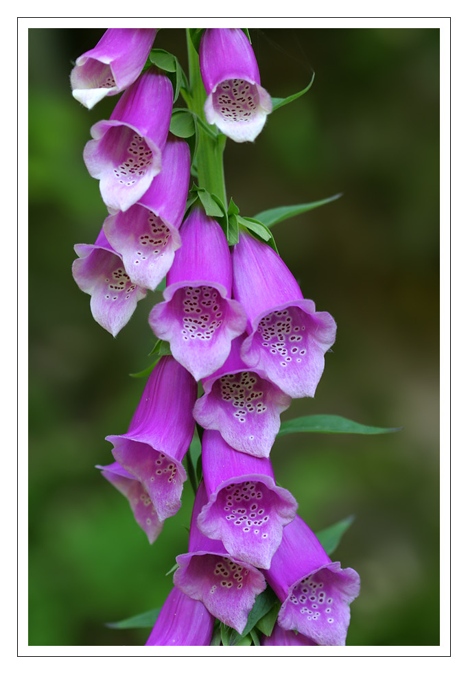 Fingerhut (Digitalis purpurea)