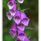 Fingerhut (Digitalis purpurea)