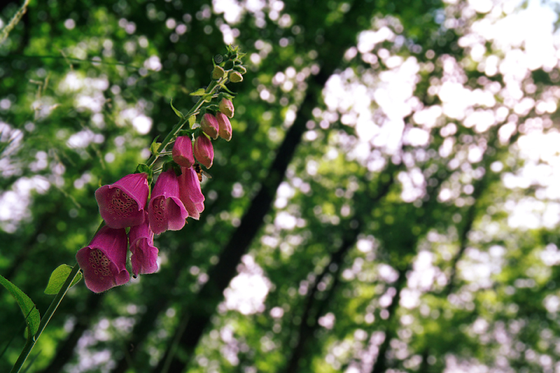 Fingerhut (digitalis purpurea)