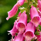 Fingerhut - Digitalis purpurea