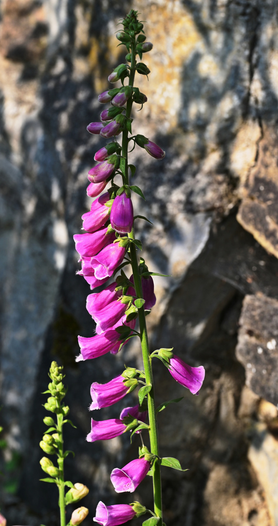 Fingerhut ( Digitalis purpurea )